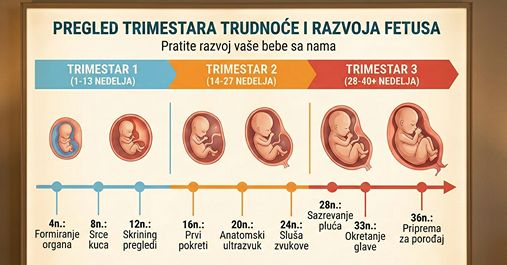Prikaz tri trimestra trudnoće sa nedeljama i razvojem fetusa prema terminu porođaja